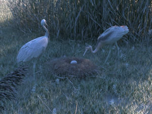 Wetland Red-crowned Crane Modelo 3D