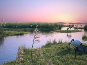 Wetland Red-crowned Crane 3D Model
