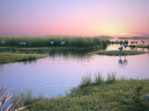 Wetland Red-crowned Crane 3D 모델