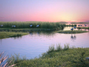 Wetland Red-crowned Crane 3D Model