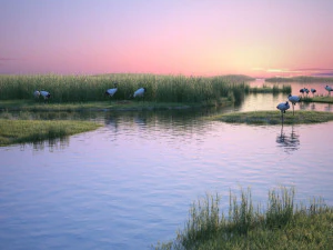 Wetland Red-crowned Crane 3D Model