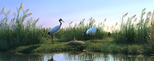 Wetland Red-crowned Crane 3D Модель .c4d .max .obj .3ds .fbx .stl .blend 