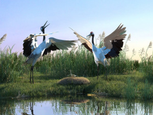 Wetland Red-crowned Crane 3D Модель