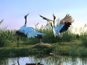 Wetland Red-crowned Crane 3D Модель