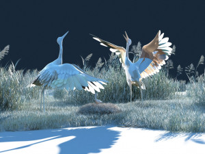 Wetland Red-crowned Crane 3D Модель