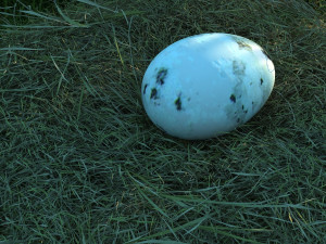 Wetland Red-crowned Crane Modelo 3D