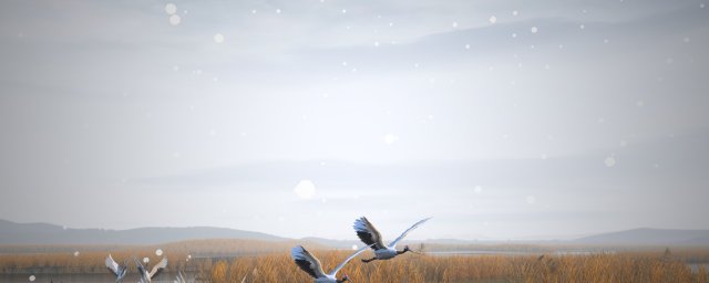 Wetland Red-crowned Crane 3D Model .c4d .max .obj .3ds .fbx .stl .blend 