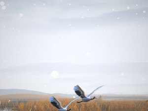 Wetland Red-crowned Crane Modelo 3D