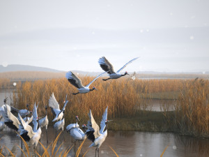 Wetland Red-crowned Crane 3D Model