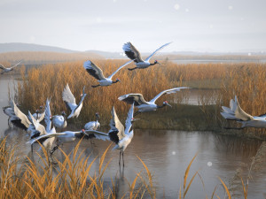 Wetland Red-crowned Crane 3D Model