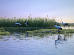 Wetland Red-crowned Crane 3D Model