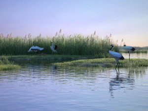 Feuchtgebietskranich 3D Modell