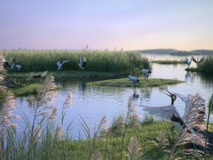 Wetland Red-crowned Crane Modello 3D