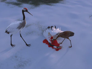 Wetland Red-crowned Crane 3D Model
