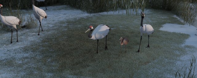 Wetland Red-crowned Crane Modèle 3D .c4d .max .obj .3ds .fbx .stl .blend 