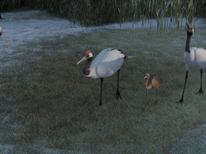 Wetland Red-crowned Crane Modelo 3D