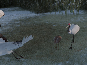 Wetland Red-crowned Crane Modèle 3D