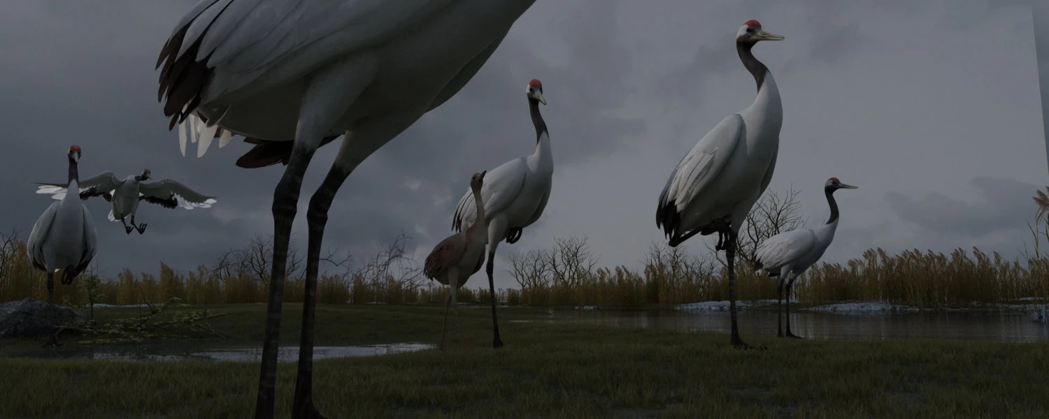Wetland Red-crowned Crane 3D Model .c4d .max .obj .3ds .fbx .stl .blend