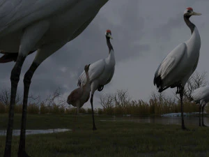 Wetland Red-crowned Crane 3D Model