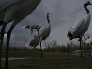 Wetland Red-crowned Crane 3D Model