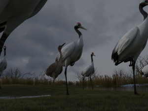 Wetland Red-crowned Crane 3D 模型