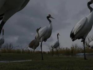 Wetland Red-crowned Crane 3D Model