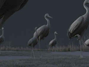 Wetland Red-crowned Crane 3D Model