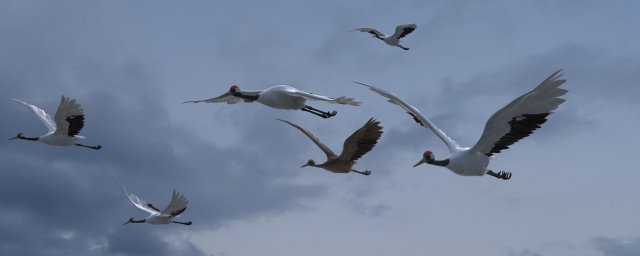 Wetland Red-crowned Crane 3Dモデル .c4d .max .obj .3ds .fbx .stl .blend