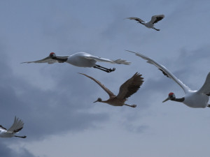 Wetland Red-crowned Crane 3D-Modell