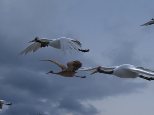 Wetland Red-crowned Crane 3Dモデル