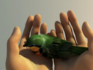 Flying birds 3D Model