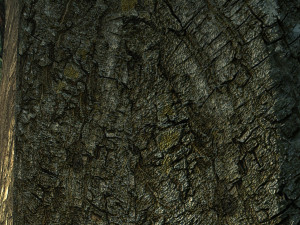 Forest 3Dモデル
