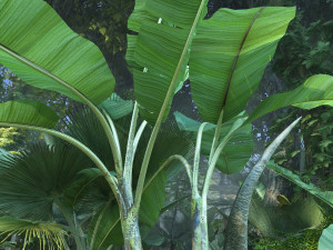 Rainforest 3D Модель