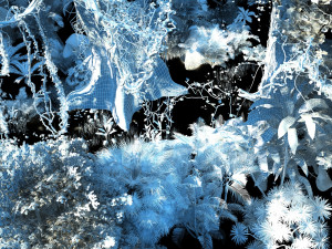 Rainforest 3D Модель