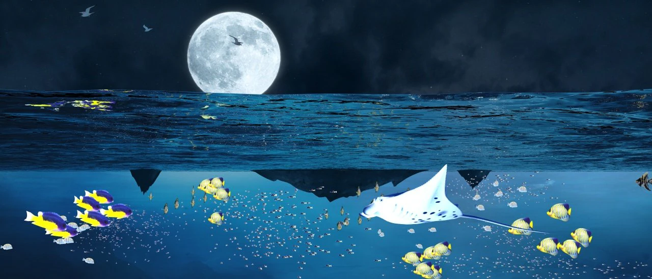 Seabed 3D Model .c4d .max .obj .3ds .fbx .stl .blend