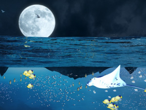 Seabed 3D Model