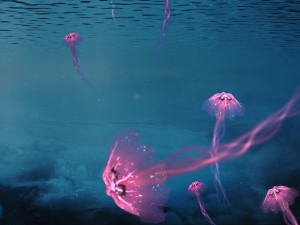 Jellyfish Modelo 3D