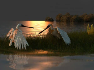 Feuchtgebiete 3D Modell