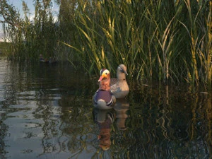 Zones humides Modèle 3D