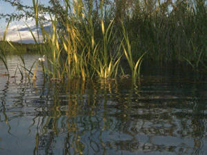 Wetlands 3D Model