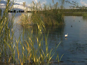 Wetlands 3D Model