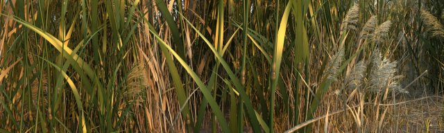 Wetlands Modelo 3D .c4d .max .obj .3ds .fbx .stl .blend 