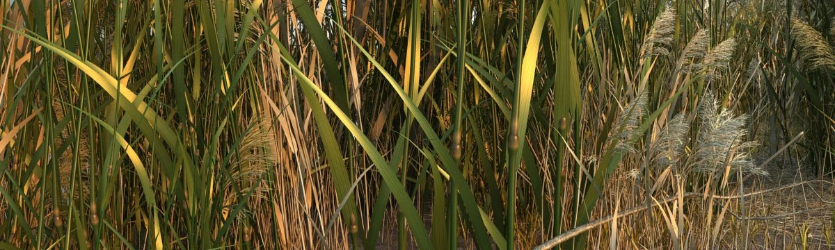 Wetlands 3D Model .c4d .max .obj .3ds .fbx .stl .blend 