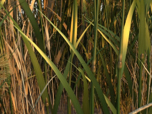 Wetlands Modelo 3D