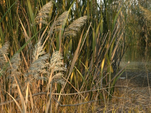 Wetlands Modelo 3D
