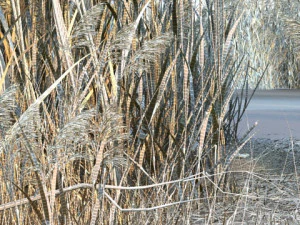 Wetlands 3D Model