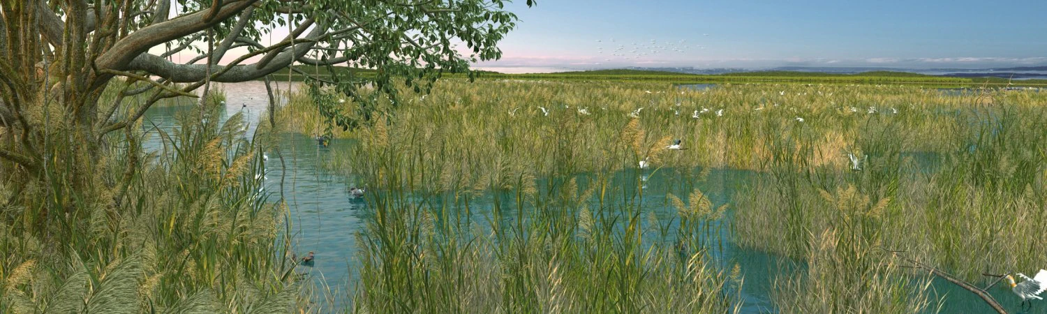 Wetlands 3D Model .c4d .max .obj .3ds .fbx .stl .blend 