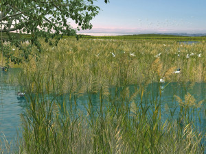 Wetlands Model 3D