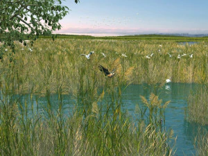 Wetlands 3D Model
