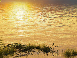 Wetlands Modèle 3D